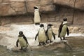 African black foot Penguins