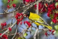 African Black-headed Oriole in Kruger National park, South Africa