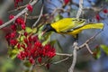 African Black-headed Oriole in Kruger National park, South Africa