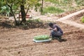 African black man working in a subsistence farming cultive. Empty copy space