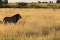 African black maned male lion, central kalahari desert botswana