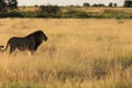 African black maned male lion, central kalahari desert botswana Royalty Free Stock Photo