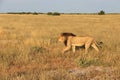 African black maned male lion, central kalahari desert botswana Royalty Free Stock Photo