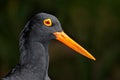 African black oystercatcher portrait - South Africa