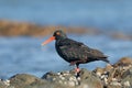 African black oystercatcher on rocks