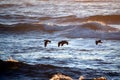 African Black Oystercatchers in the morning sun