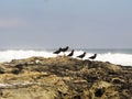 African Black Oystercatchers on Rocks