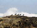 African Black Oystercatchers on Rocks
