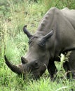African black rhino Royalty Free Stock Photo
