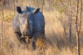 African black rhino Royalty Free Stock Photo