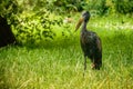 African black tick bird with a long sharp beak stands on the grass and looks out