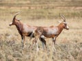 African blesbok antelope