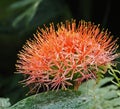 African Blood Lily Or Scadoxus Multiflorus iIn Bloom