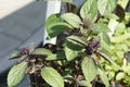 African blue basil (Ocimum kilimandscharicum Ãâ basilicum 'Dark Opal')