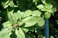 African blue basil (Ocimum kilimandscharicum Ãâ basilicum 'Dark Opal')