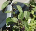 African blue basil (Ocimum kilimandscharicum Ãâ basilicum 'Dark Opal')