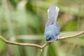 African Blue Flycatcher - Elminia longicauda