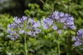 African blue spherical lily with flowers