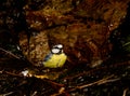 African blue tit bathing. Royalty Free Stock Photo