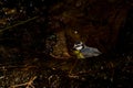 African blue tit bathing in a water source. Royalty Free Stock Photo