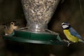 African blue tit and common chaffinch in a bird feeder. Royalty Free Stock Photo