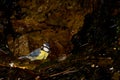 African blue tit bathing. Royalty Free Stock Photo