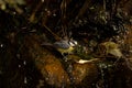 African blue tit and Western Canary Islands chiffchaff to the right in a water source. Royalty Free Stock Photo