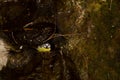 African blue tit Cyanistes teneriffae hedwigii bathing. Royalty Free Stock Photo