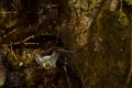 African blue tit Cyanistes teneriffae hedwigii bathing. Royalty Free Stock Photo