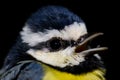 African blue tit Cyanistes teneriffae hedwigii calling. Royalty Free Stock Photo