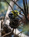 African Blue TitCyanistes teneriffae Royalty Free Stock Photo