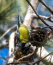 African Blue TitCyanistes teneriffae Royalty Free Stock Photo