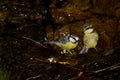 African blue tits bathing. Royalty Free Stock Photo