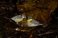 African blue tits bathing. Royalty Free Stock Photo