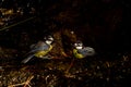 African blue tits bathing in a water source. Royalty Free Stock Photo