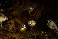 African blue tits bathing in a water source. Royalty Free Stock Photo