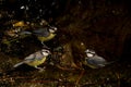 African blue tits bathing in a water source. Royalty Free Stock Photo