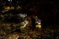 African blue tits bathing in a water source. Royalty Free Stock Photo