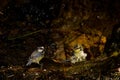 African blue tits bathing in a water source. Royalty Free Stock Photo