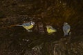 African blue tits Cyanistes teneriffae hedwigii bathing.