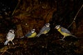 African blue tits at a water source. Royalty Free Stock Photo