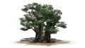 African boabab tree Royalty Free Stock Photo