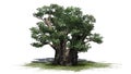 African boabab tree Royalty Free Stock Photo