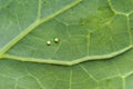 African bollworm eggs on a cabbage leaf