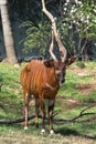 African Bongo Royalty Free Stock Photo