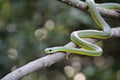 African boomslang (tree snake; Dispholidus typus) Royalty Free Stock Photo