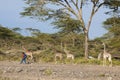 African boy passing giraffes