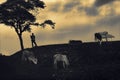 African boy silhouette watching over livestock at sunset