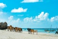 African brown cows walking away on a sandy beach with blue ocean and sky on the background Royalty Free Stock Photo