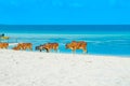 African brown cows walking away on a sandy beach with blue ocean and sky on the background Royalty Free Stock Photo